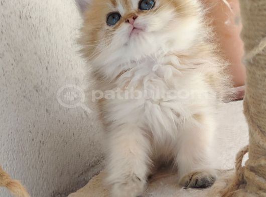 Bear Face Short Ve Long Golden Safkan Yavrular görsel