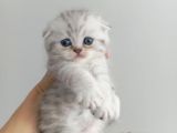 British Longhair Ve Shorthair Karışımı Pamuk Yavrularimiz