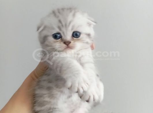 British Longhair Ve Shorthair Karışımı Pamuk Yavrularimiz görsel