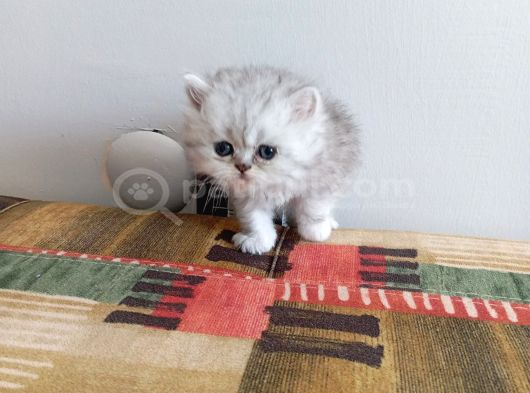 British Longhair Ve Shorthair Karışımı Pamuk Yavrularimiz görsel
