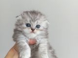 British longhair ve shorthair karışımı pamuk yavrularimiz