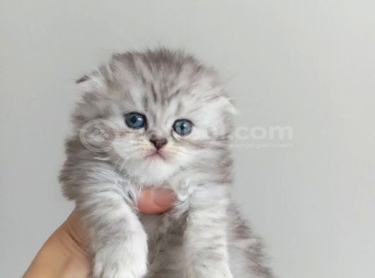 British Longhair Ve Shorthair Karışımı Pamuk Yavrularimiz