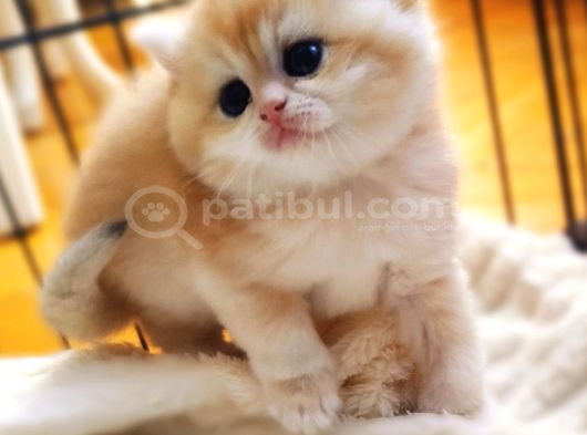 Bear Face Short Ve Long Golden Safkan Yavrular görsel