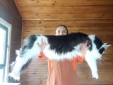 Dernek Kayıtları Yapılmış Eksiksiz Safkan Secereli Mainecoon
