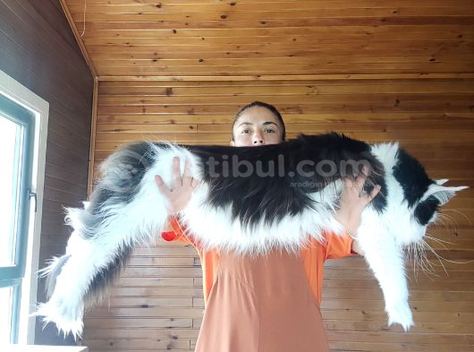 Dernek Kayıtları Yapılmış Eksiksiz Safkan Secereli Mainecoon görsel