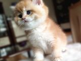 Bear Face Short Ve Long Golden Safkan Yavrular