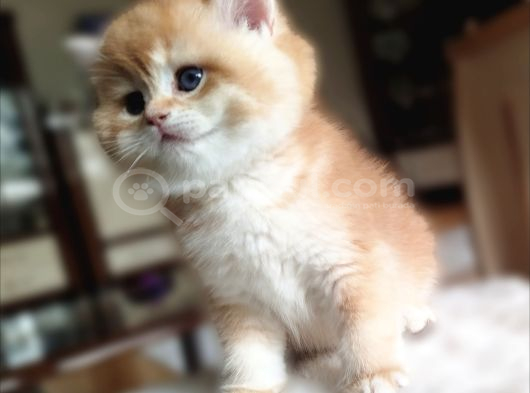 Bear Face Short Ve Long Golden Safkan Yavrular görsel