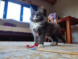 Dernek Kayıtları Yapılmış Eksiksiz Safkan Secereli Mainecoon