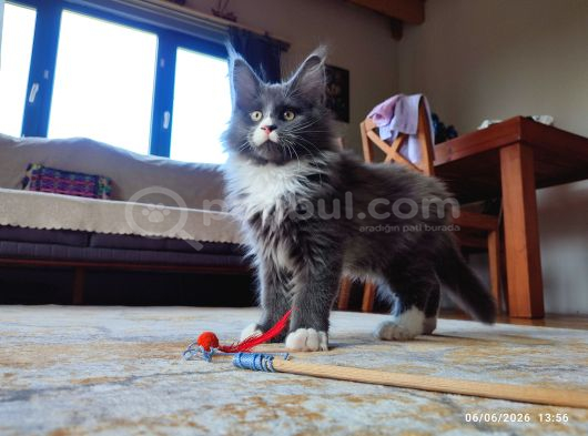 Dernek Kayıtları Yapılmış Eksiksiz Safkan Secereli Mainecoon görsel