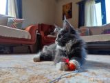 Dernek Kayıtları Yapılmış Eksiksiz Safkan Secereli Mainecoon