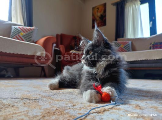 Dernek Kayıtları Yapılmış Eksiksiz Safkan Secereli Mainecoon görsel