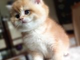 Bear Face Short Ve Long Golden Safkan Yavrular