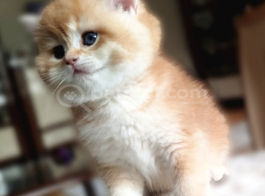 Bear Face Short Ve Long Golden Safkan Yavrular görsel