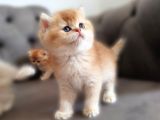 Bear Face Short Ve Long Golden Safkan Yavrular