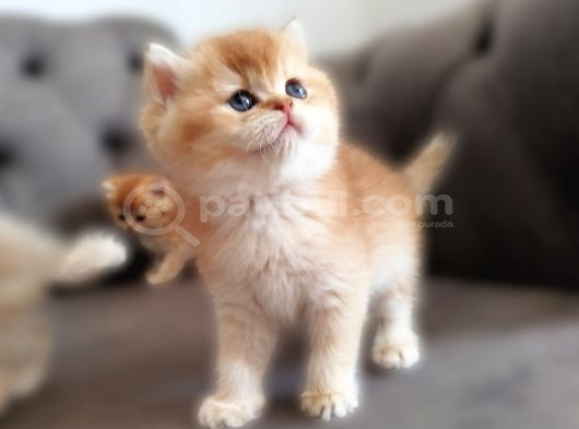 Bear Face Short Ve Long Golden Safkan Yavrular görsel