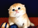 Scottish Fold Golden Bebek