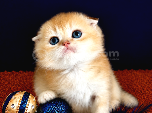 Scottish Fold Golden Bebek görsel