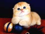 Scottish Fold Golden Bebek