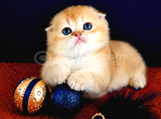 Scottish Fold Golden Bebek görsel