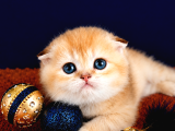 Scottish fold golden bebek