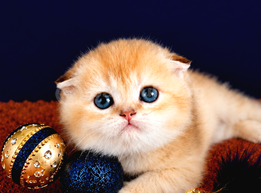 Scottish Fold Golden Bebek