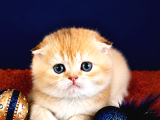 Scottish Fold Golden Bebek
