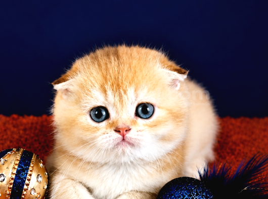 Scottish Fold Golden Bebek görsel