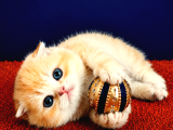 Scottish Fold Golden Bebek