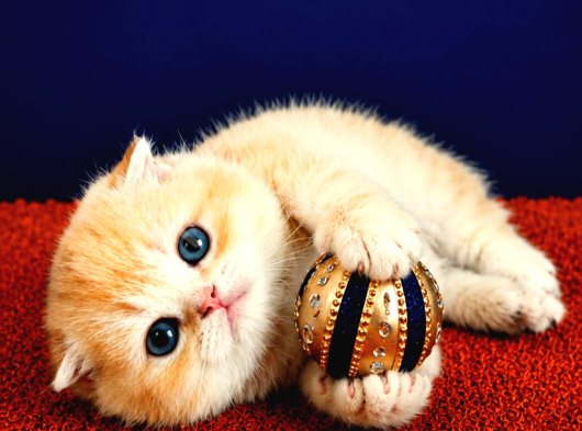 Scottish Fold Golden Bebek görsel