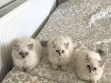 Bakmadan Geçmeyi̇n Uygun Verceği̇m Uzun Tüylü Sevi̇mli̇ Kedi̇ Yavrulari