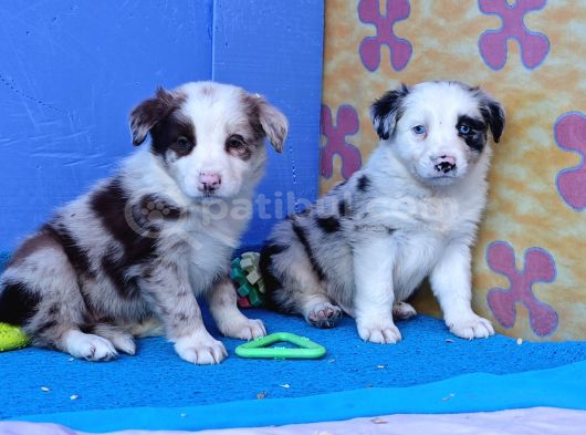 Kahve Merle Ve Blue Merle Border Yavrular görsel