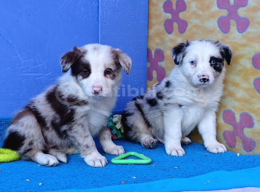 Kahve Merle Ve Blue Merle Border Yavrular görsel