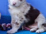 Kahve Merle Ve Blue Merle Border Yavrular