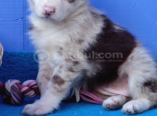 Kahve Merle Ve Blue Merle Border Yavrular görsel