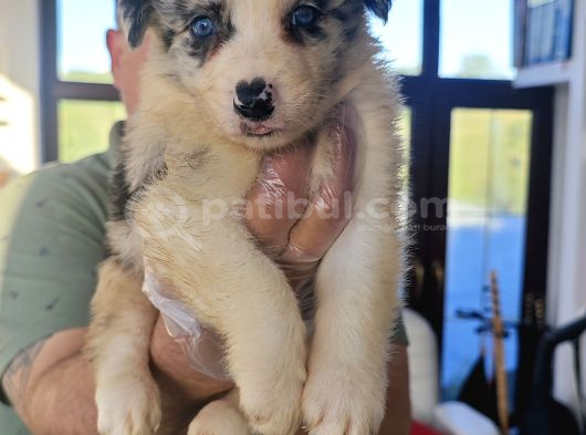 Kahve Merle Ve Blue Merle Border Yavrular görsel