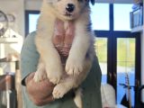 Kahve Merle Ve Blue Merle Border Yavrular