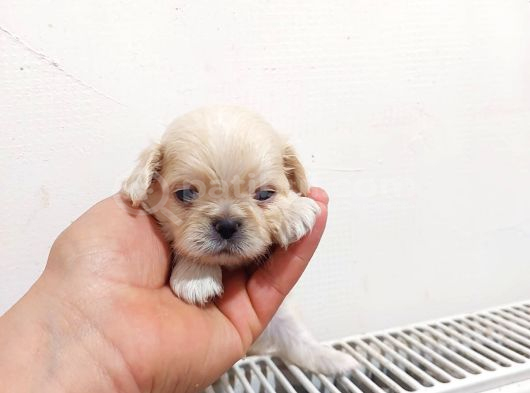 İmperial Safkan Pekinese Yavrular görsel