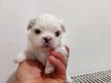 İmperial Safkan Pekinese Yavrular