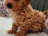 Efsane Güzelli̇kte Müthi̇ş Kali̇te Gerçek Malti̇poo Yavrular