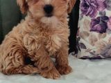 Efsane Güzelli̇kte Müthi̇ş Kali̇te Gerçek Malti̇poo Yavrular