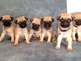 Pug Mobs Bebekler
