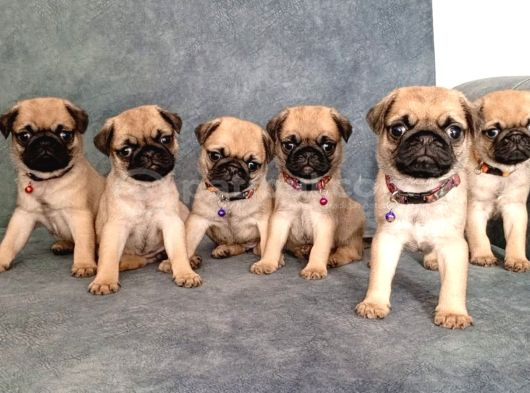 Pug Mobs Bebekler görsel