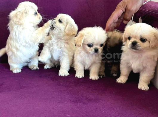 İmperial Safkan Pekinese Yavrular görsel