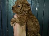 toy poodle bebeğim