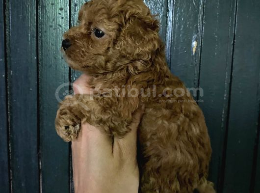 Toy Poodle Bebeğim