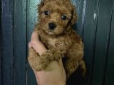 Toy Poodle Bebeğim