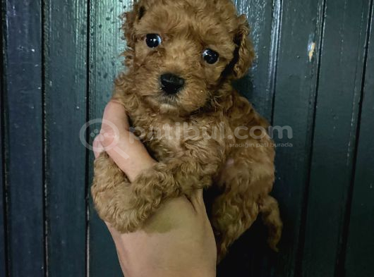 Toy Poodle Bebeğim görsel