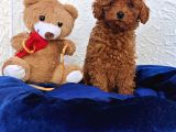 Süper Kali̇te İnanilmaz Güzelli̇kte Toy Poodle Yavrular