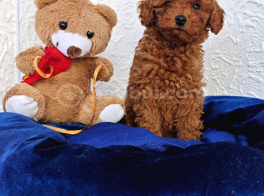 Süper Kali̇te İnanilmaz Güzelli̇kte Toy Poodle Yavrular görsel