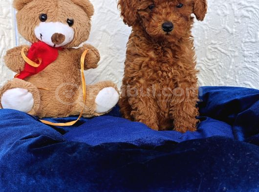 Süper Kali̇te İnanilmaz Güzelli̇kte Toy Poodle Yavrular görsel